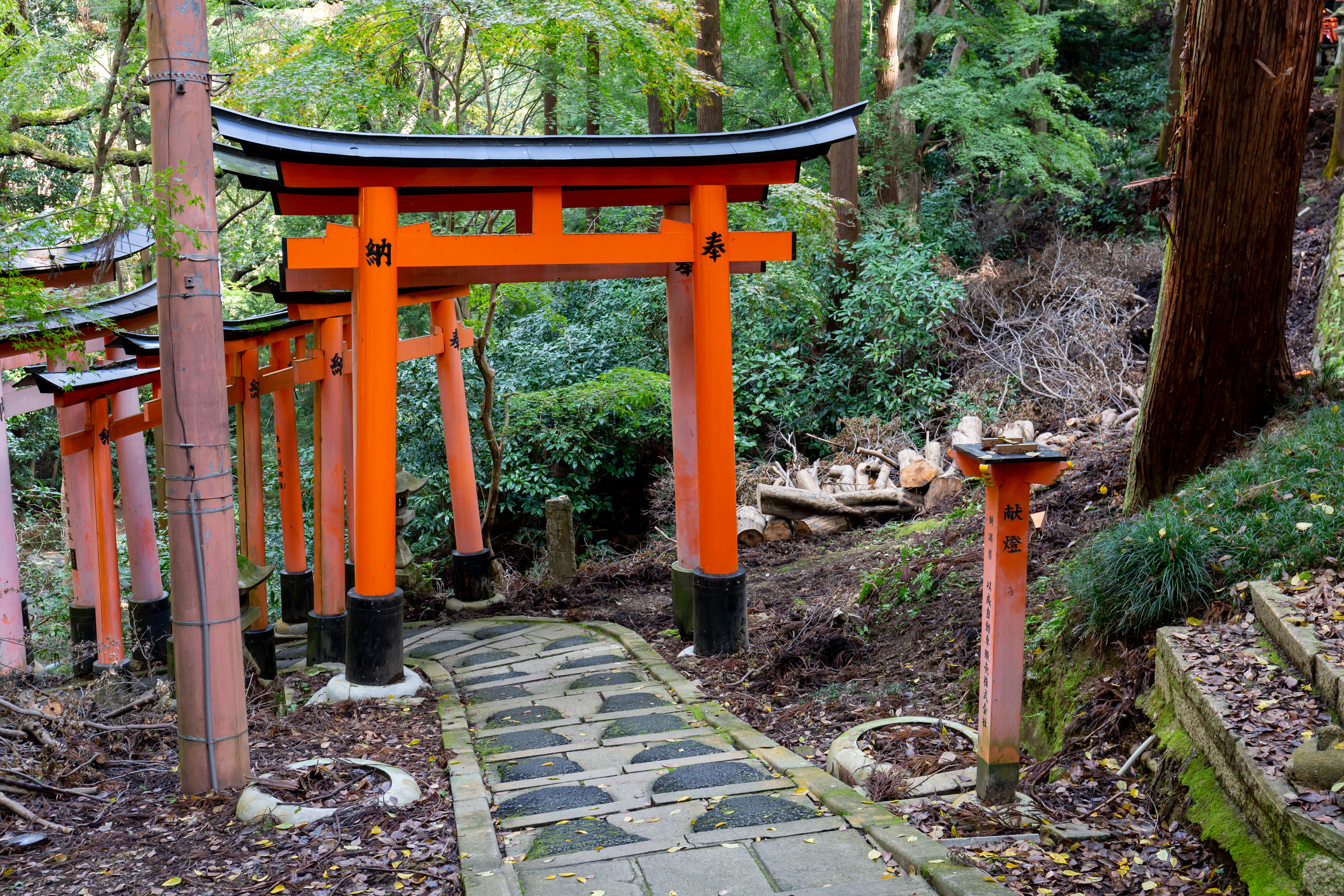 Torii gates at Fushimi Inari in Kyoto